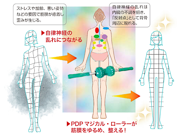 筋膜が柔らかければ、自律神経は整う